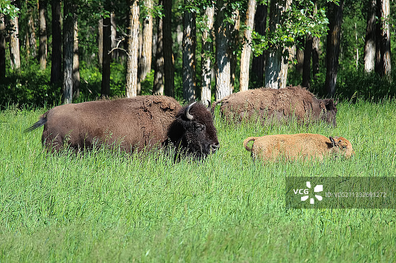 母牛在草地上吃草图片素材