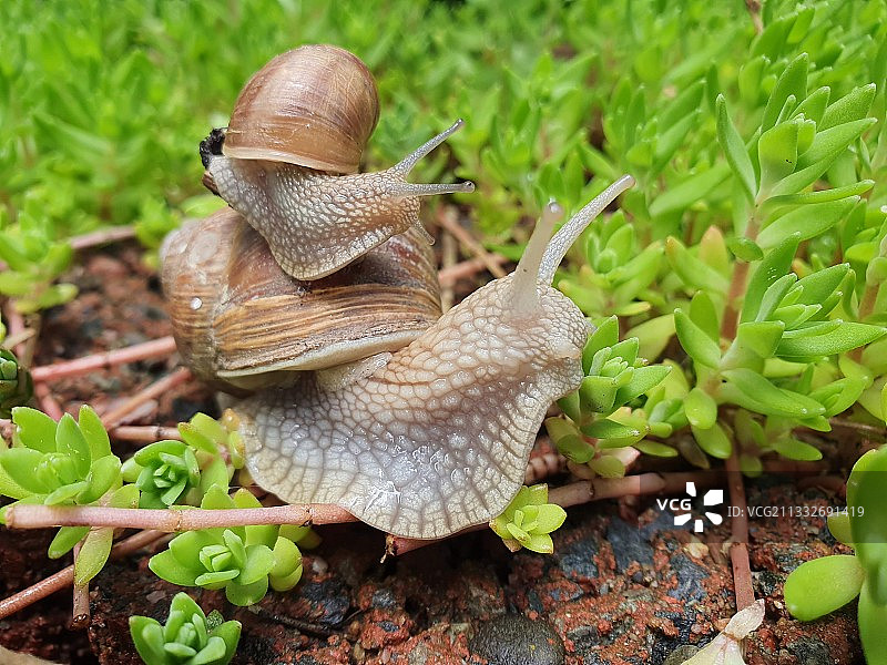 田野上的蜗牛特写图片素材