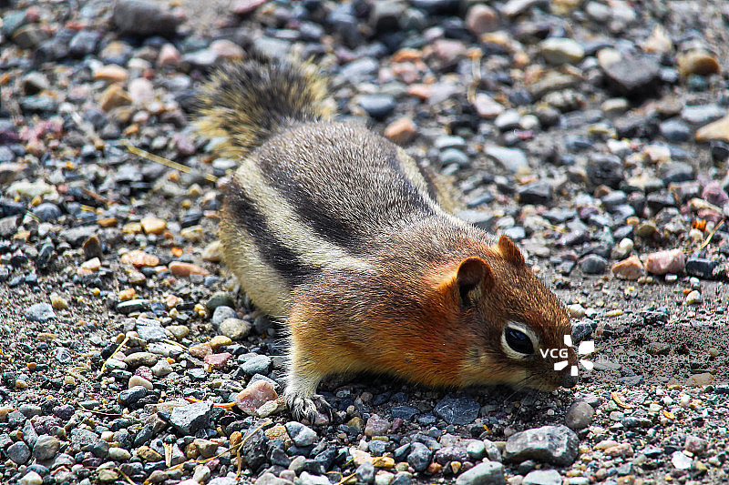 岩石上的金色地面特写图片素材