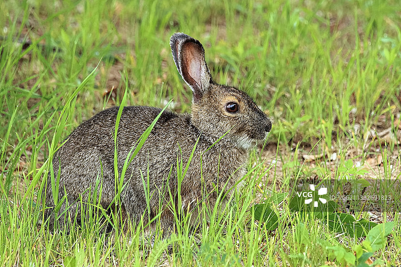 野战兔子的特写图片素材