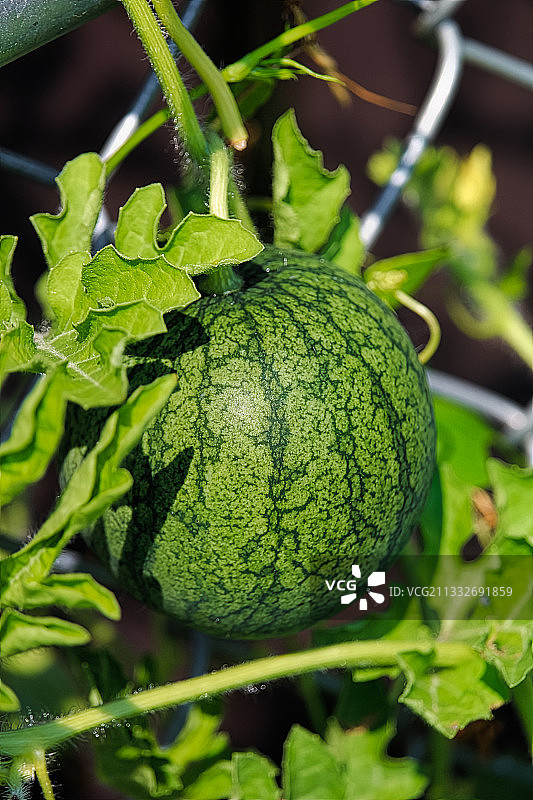 植物上生长的水果特写图片素材