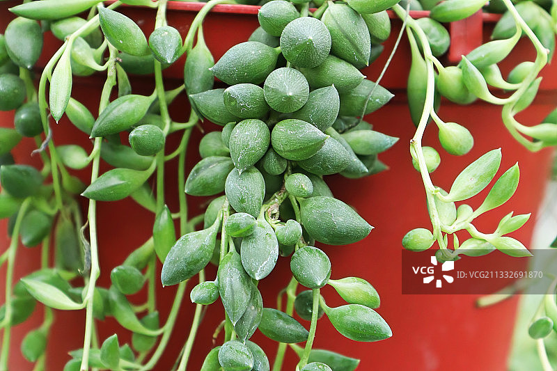 植物上生长的水果特写图片素材