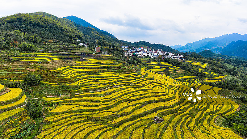 金华塔石岭边金色稻田航拍风光图片素材