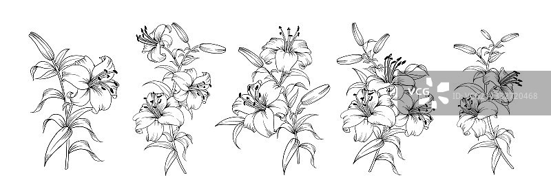 白色背景上的各色百合花图片素材