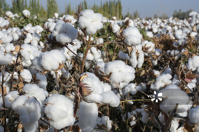 棉花田图片素材