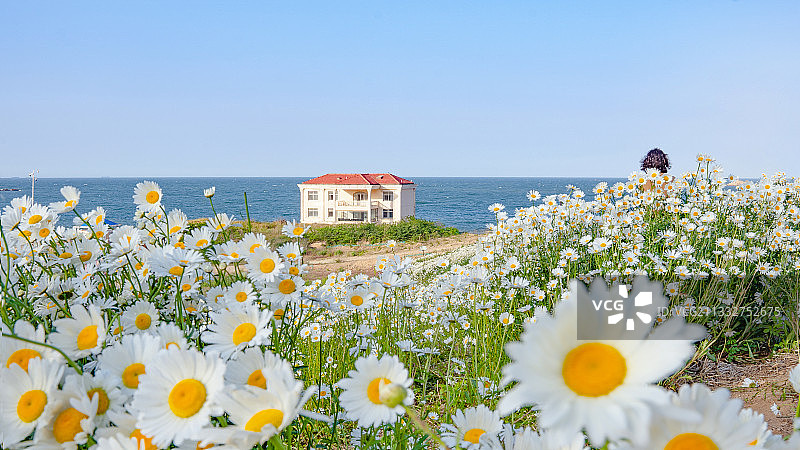 威海合庆码头海边绽放的小雏菊图片素材