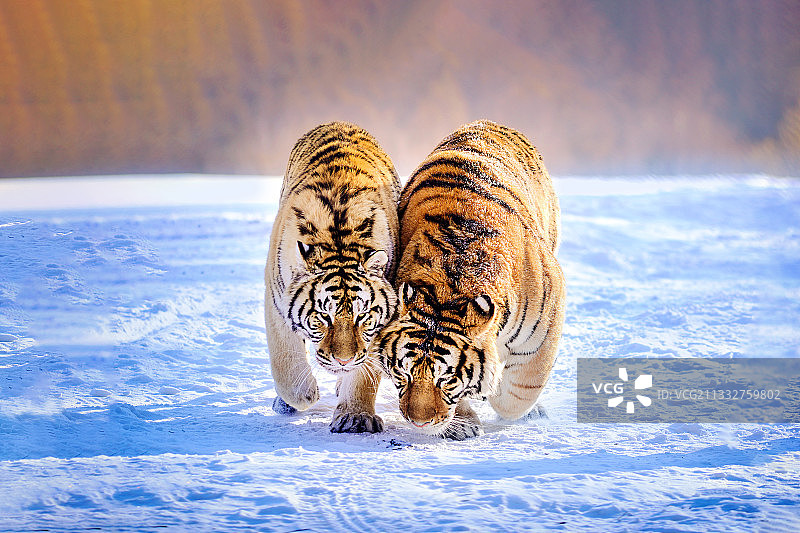 横道河子虎园的两只老虎图片素材