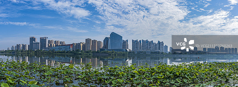 一城荷花一城湖图片素材