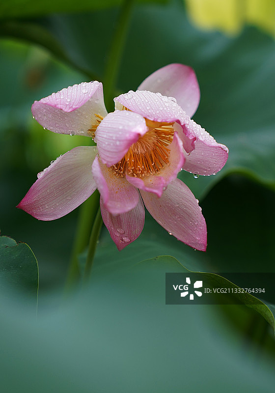 六月赏荷花图片素材