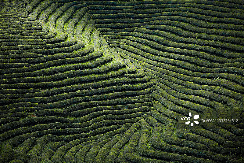 绿茶线条图片素材