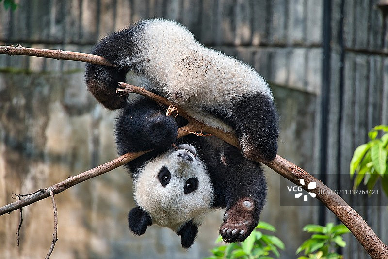 一只在和你打招呼的大熊猫图片素材