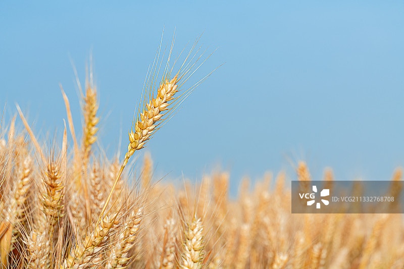 北方初夏即将收割的高产小麦图片素材