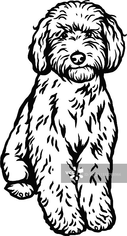 拉布拉多贵宾犬坐姿隔离素材图片素材