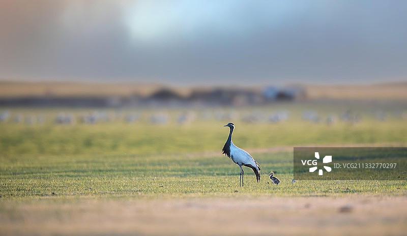 蓑羽鹤图片素材