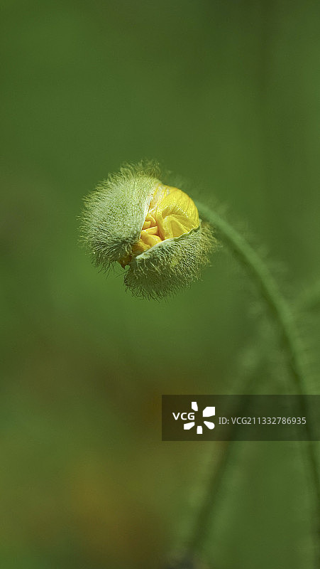 我欲绽放图片素材