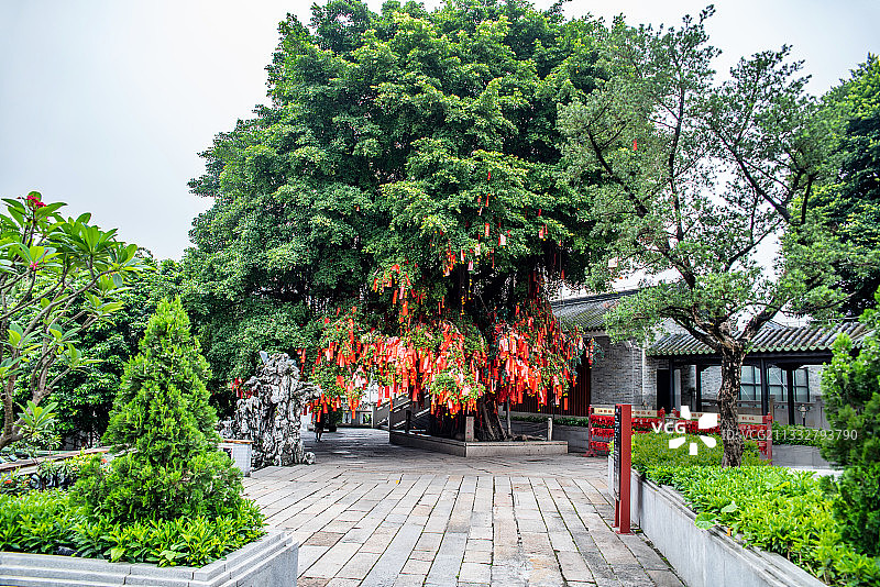 广东省佛山祖庙孔圣园内许愿树上挂满的红色许愿带图片素材