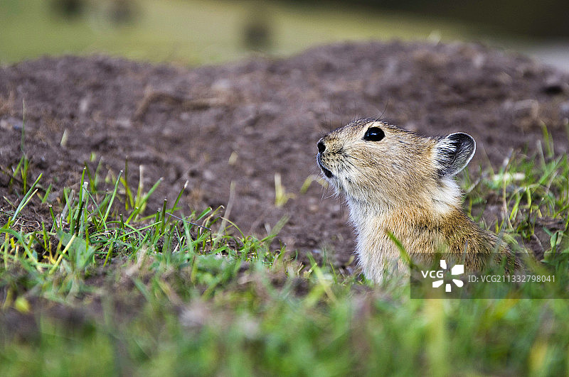 机灵的小鼠兔图片素材