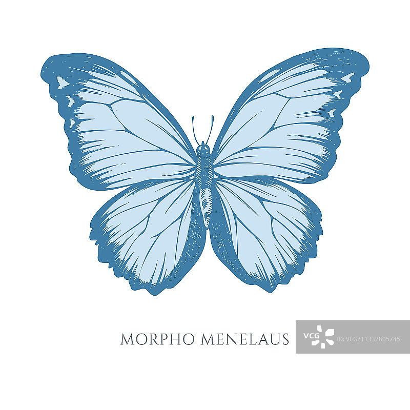 手绘粉色天堂凤蝶图片素材