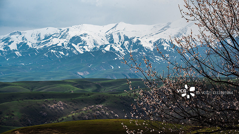 新疆伊犁福寿山杏花图片素材