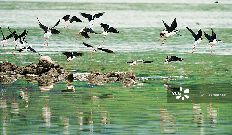 长脚黑翅鹬图片素材