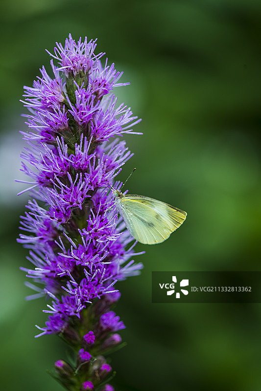 蛇鞭菊与蝴蝶butterfly and Liatris图片素材