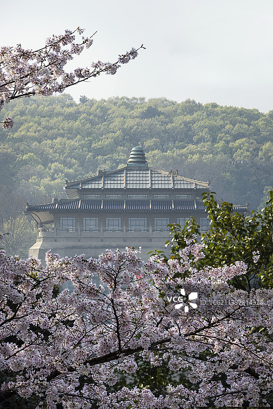 中国湖北武汉武汉大学樱园樱花图片素材