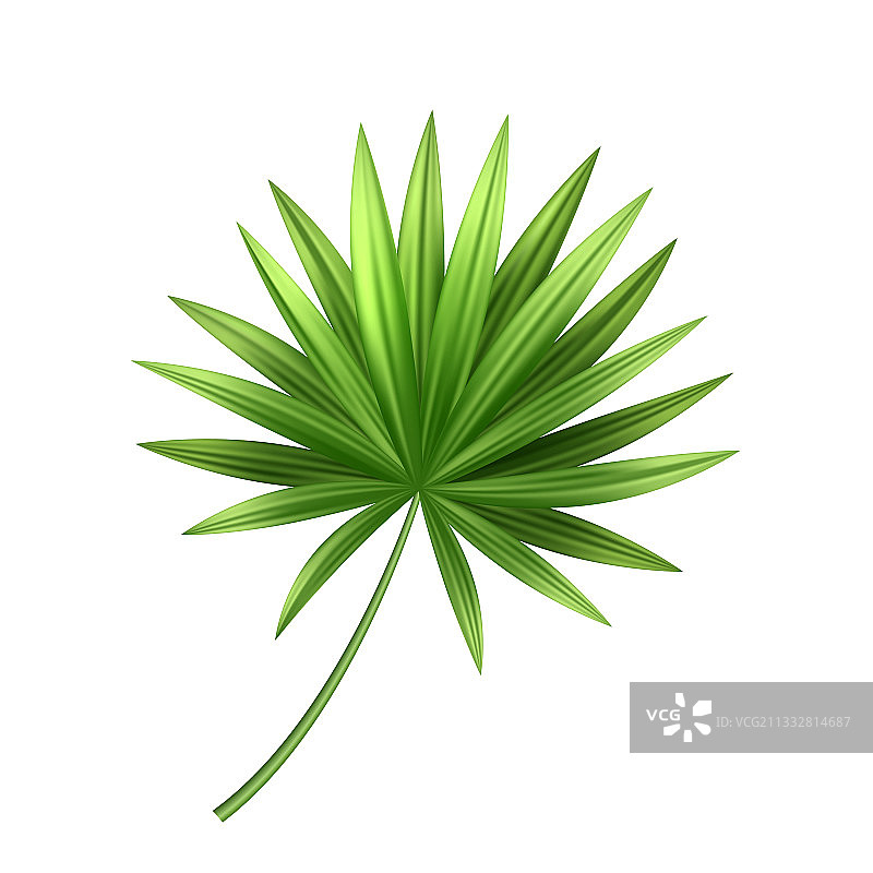 3D热带棕榈叶异国情调假期图片素材