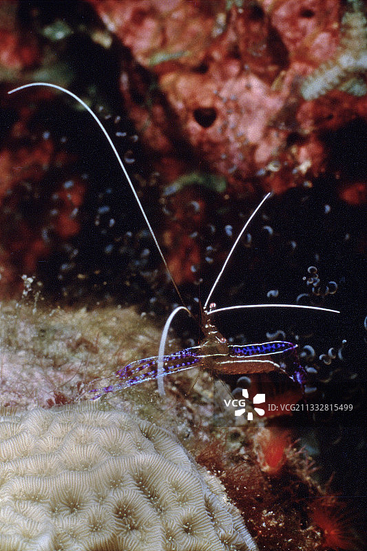 清洁虾图片素材