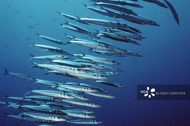 黑鳍金梭鱼群图片素材