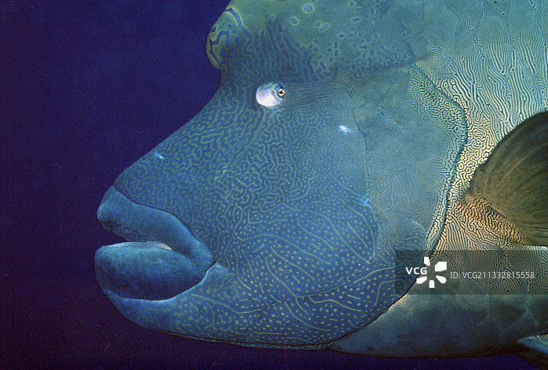 特写镜头隆头鱼图片素材