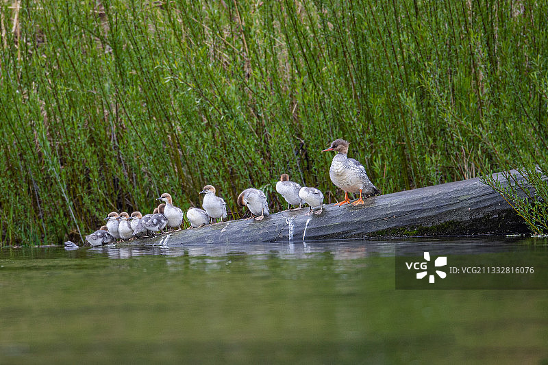 列队出发：鸭妈妈和12只葫宝。 中华秋沙鸭：一级保护动物。图片素材