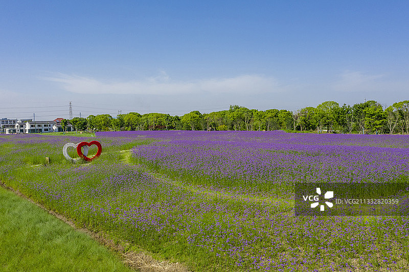 浪漫紫色花海马鞭草盛花期图片素材