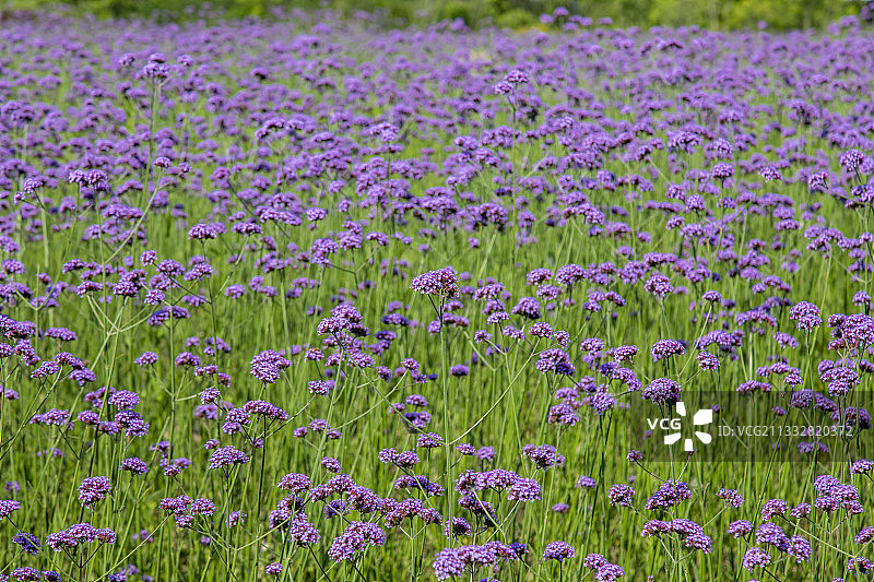 浪漫紫色花田图片素材