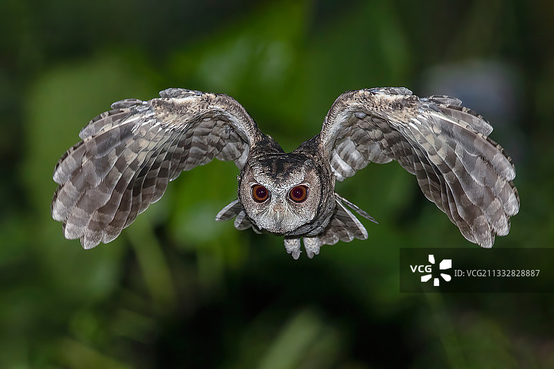 领角鸮图片素材