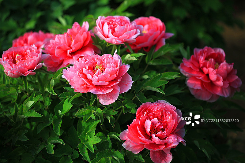 洛阳国家牡丹园的牡丹花图片素材