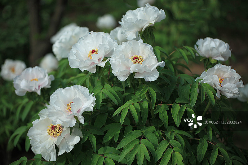 洛阳国家牡丹园的牡丹花图片素材