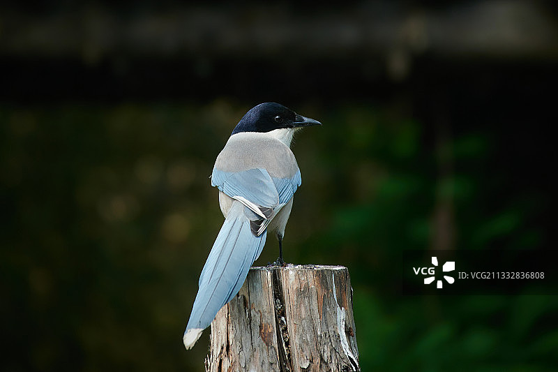 一只灰喜鹊图片素材