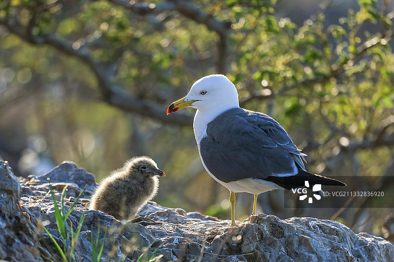 温情脉脉图片素材