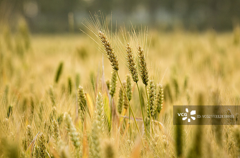 小麦  芒种图片素材