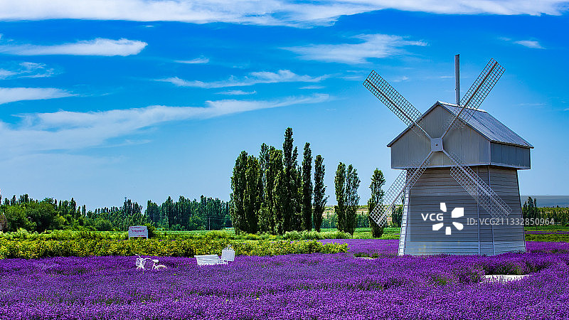 霍城县薰衣草图片素材