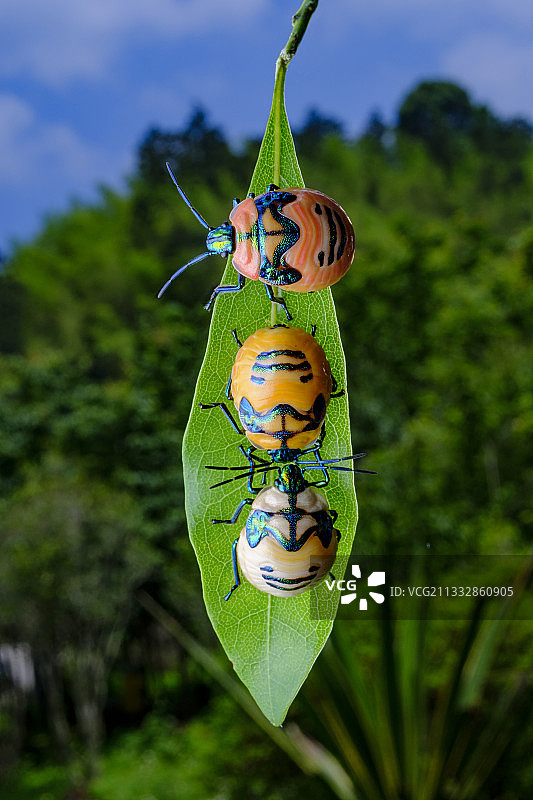 丽盾蝽幼虫图片素材