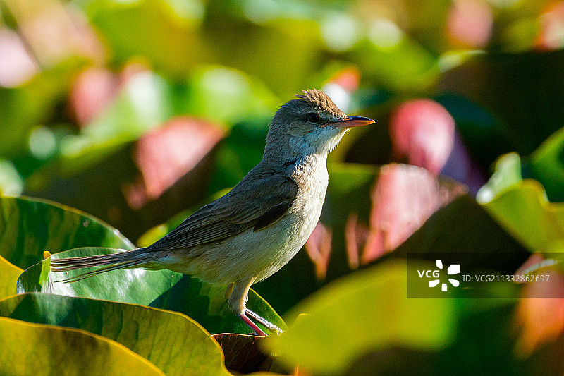 《东方大苇莺》摄于中国北京奥林匹克公园。图片素材