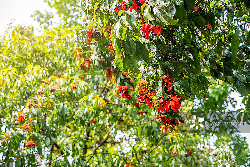 树上盛开的假苹婆花和裂果图片素材
