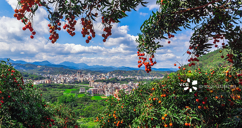 荔红时节图片素材
