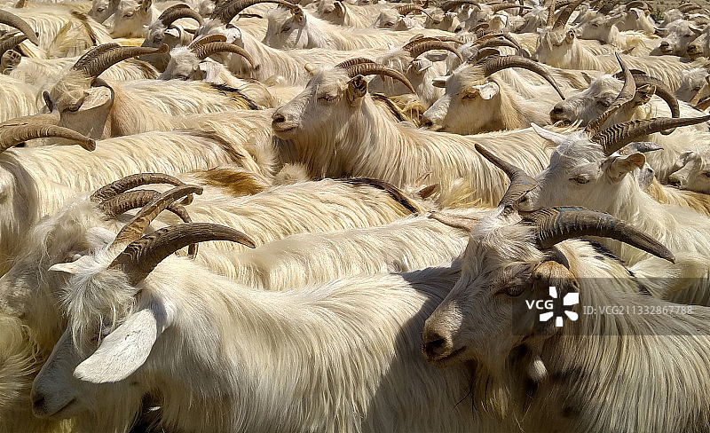 群羊图片素材