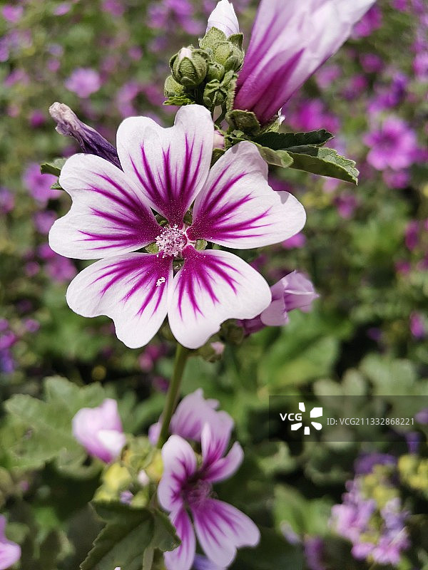 繁华浮梦图片素材