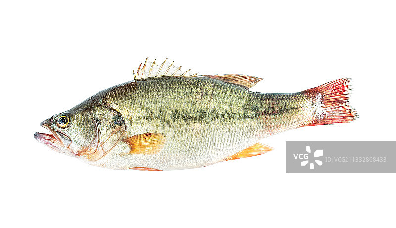 白背景上一条鲜活的鲈鱼图片素材