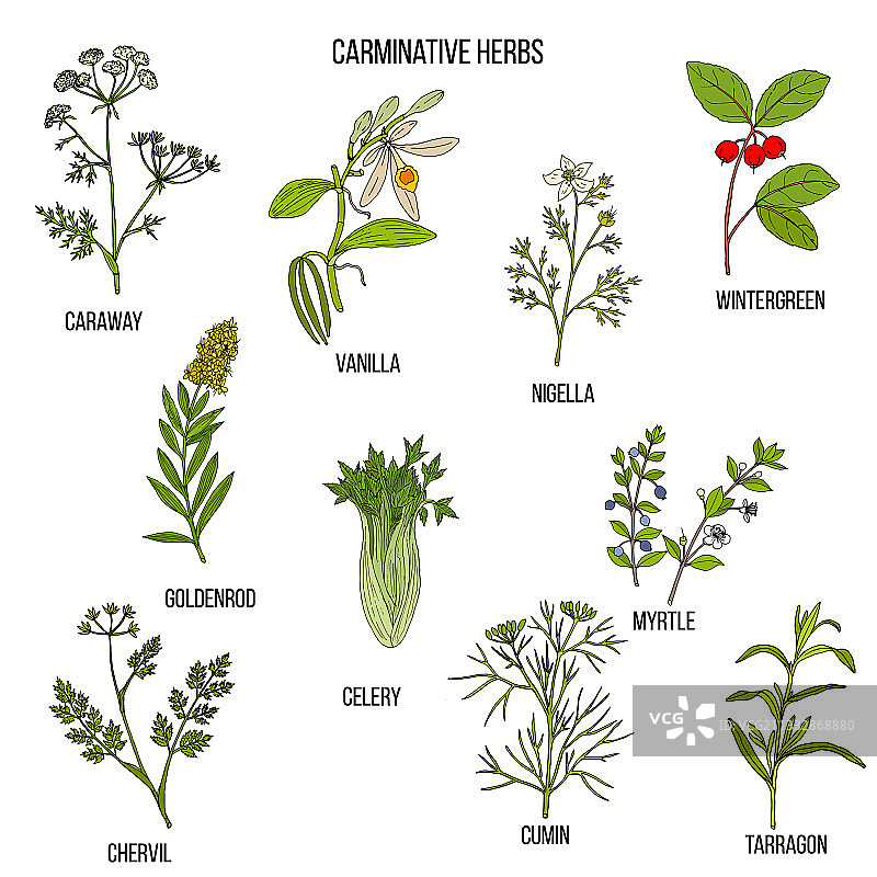 手绘的助消化草药合集图片素材