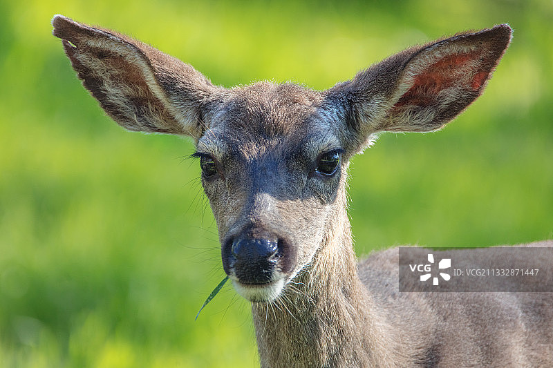 小鹿 - California Mule Deer图片素材