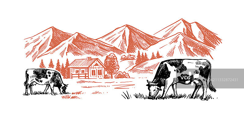 农场背景下咀嚼草的奶牛图片素材